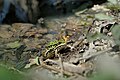 * Nomination: European dark-spotted frog (Pelophylax kl. esculentus) in a shallow pond in Bois de Roly (Philippeville, Belgium) --Trougnouf 08:05, 8 October 2024 (UTC) * * Review needed