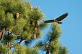 Flying past Pinus coulteri tree; San Jose, California