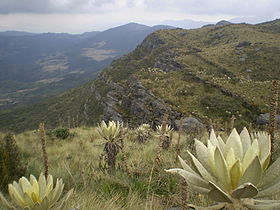 Páramo de Guerrero in Colombia with Espeletia plants