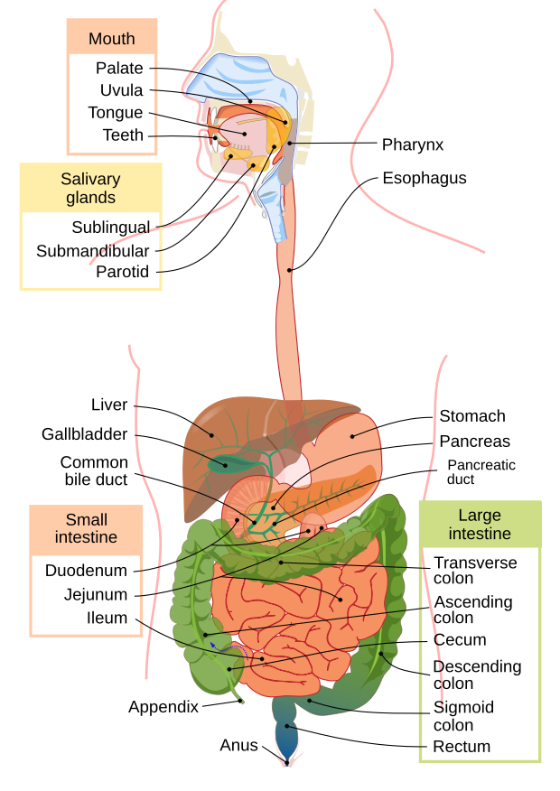 Digestive system diagram en_re