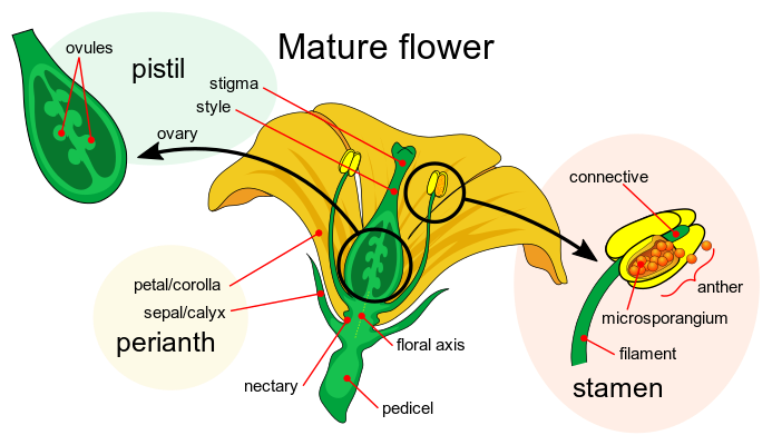 Mature flower diagram_r