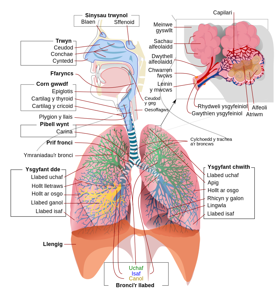 Respiratory system complete cy_r