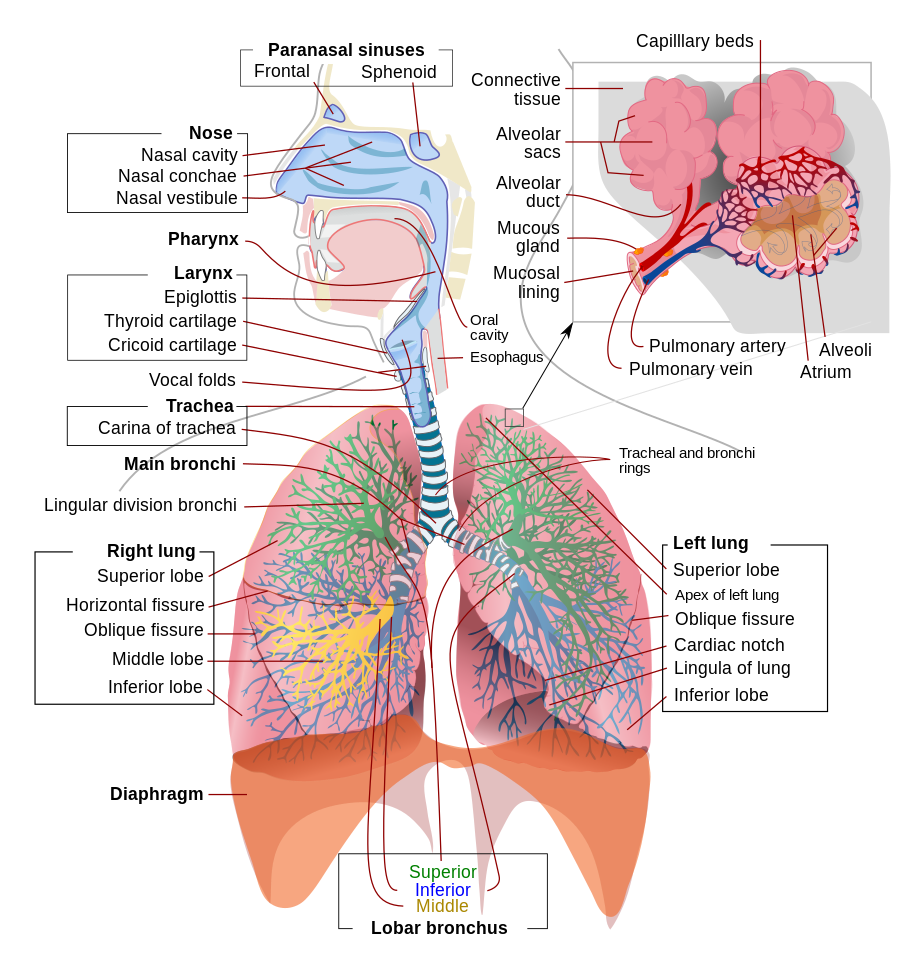 Respiratory system complete en_r