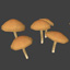 Mushrooms.jpg