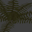 Dark Fern