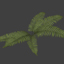 Ferns.jpg