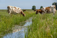 Bei den Emissionen aus der Landwirtschaft gilt die Kuh oft als Hauptverursacher. Genutzte Moorflächen, noch dazu trockengelegte, setzen enorme Mengen an CO2-Äquivalenten frei.