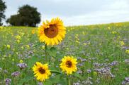 Blühende Sonnenblumen auf einer Blühfläche