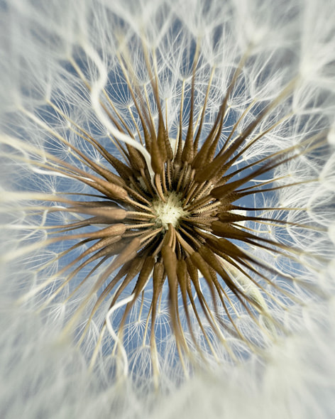The intricate, delicate florets of a dandelion’s seedhead. Shot on iPhone 15 Pro Max by Rashid Sheriff.