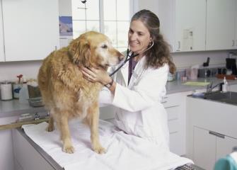 Veterinarians