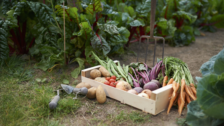 Vegetables in crate in garden