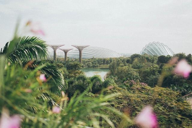 Image of plants and buildings in Singapore