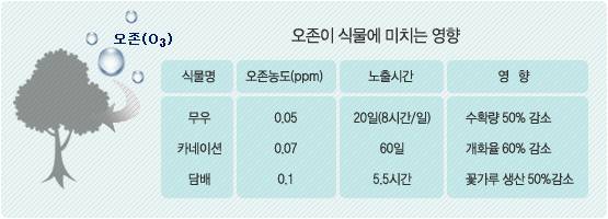 오존이 식물에 미치는 영향 자세한 내용은 아래에 설명