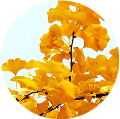 Ginkgo