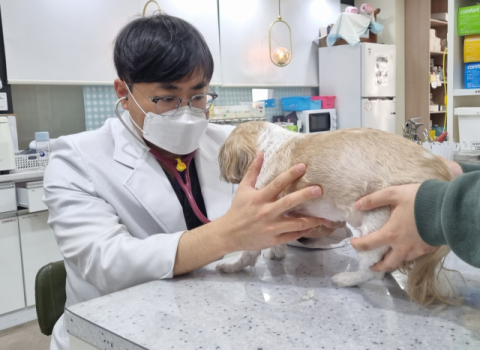 [반려동물 건강톡톡] 강아지 난치병에 줄기세포 치료를 한다고?