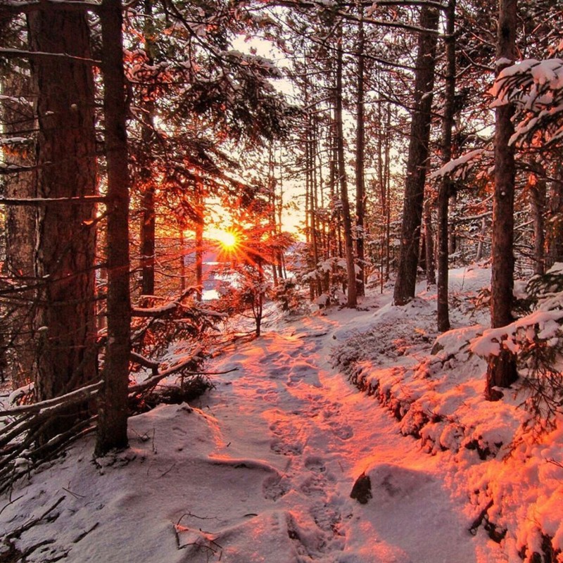 A snowy wooded sunset