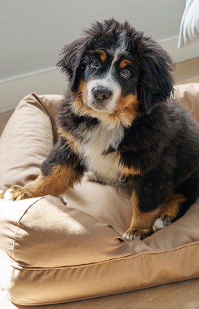 A Bernese Mountain Dog puppy sits on a cushion, looking attentively with a head tilt, creating an adorable and curious scene.