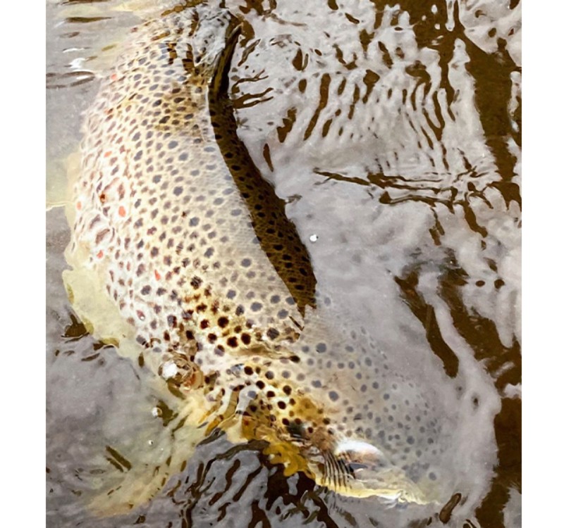 Brown Trout