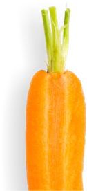 carrot