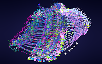 A visualization of the crisscrossing connections between neurons within the eye of a fruit fly