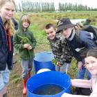 Examining a bucket of longfin eels during the Waipahi Wetland Enviroschools Junior Landcare...