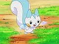 Pachirisu (sauvage ► d'Aurore)