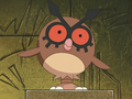 Hoothoot (sauvage)