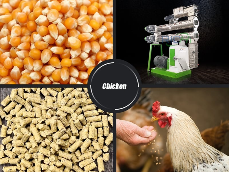 Chicken Feed Formula From RICHI