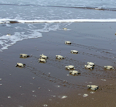 Saving The Olive Ridley