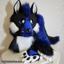 Black Blue Canine Partial