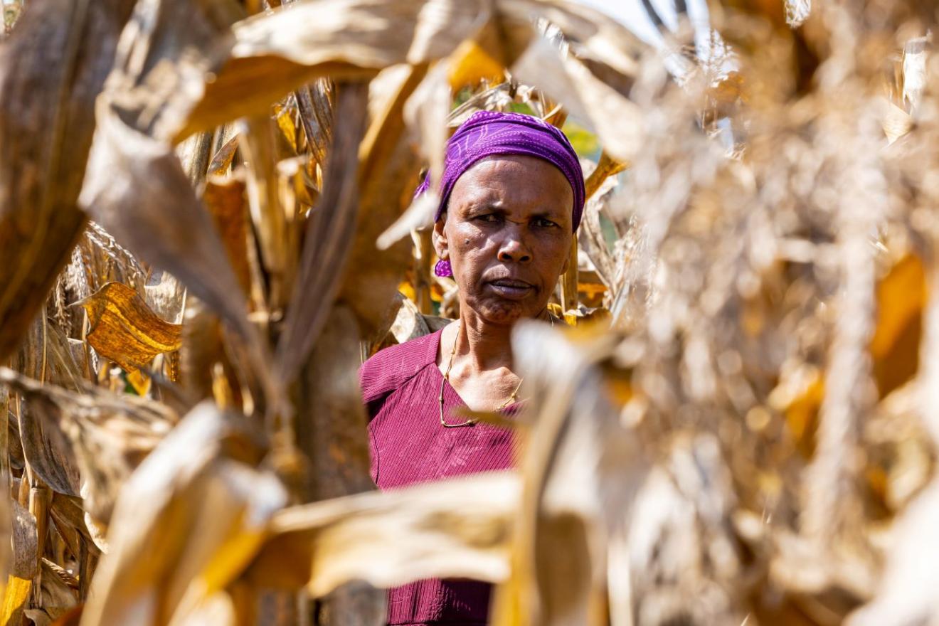 Una mujer mira a la cámara en mitad de un campo de maíz ya seco tras la recolecta.