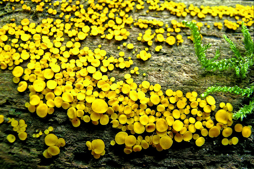 Bisporella citrina (door Henk Huijser)