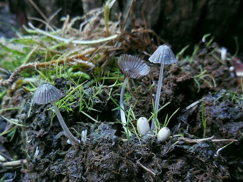 Coprinopsis xenobia (door Marian Jagers)