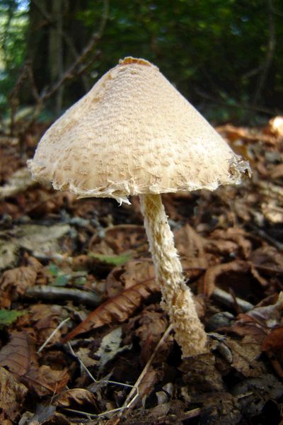 Lepiota magnispora (door Gert Immerzeel)