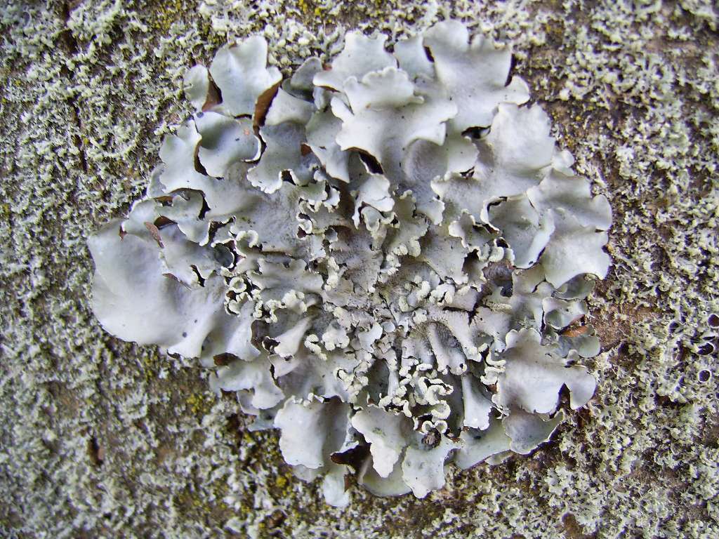 Parmotrema perlatum (door Henk Timmerman)