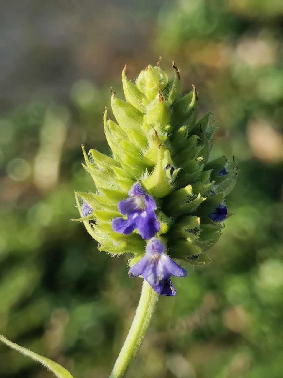 Salvia hispanica (door Sipke Gonggrijp)