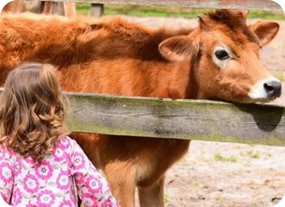 child with cow