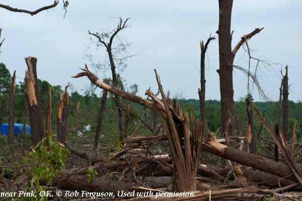 Tree damage near Pink, OK